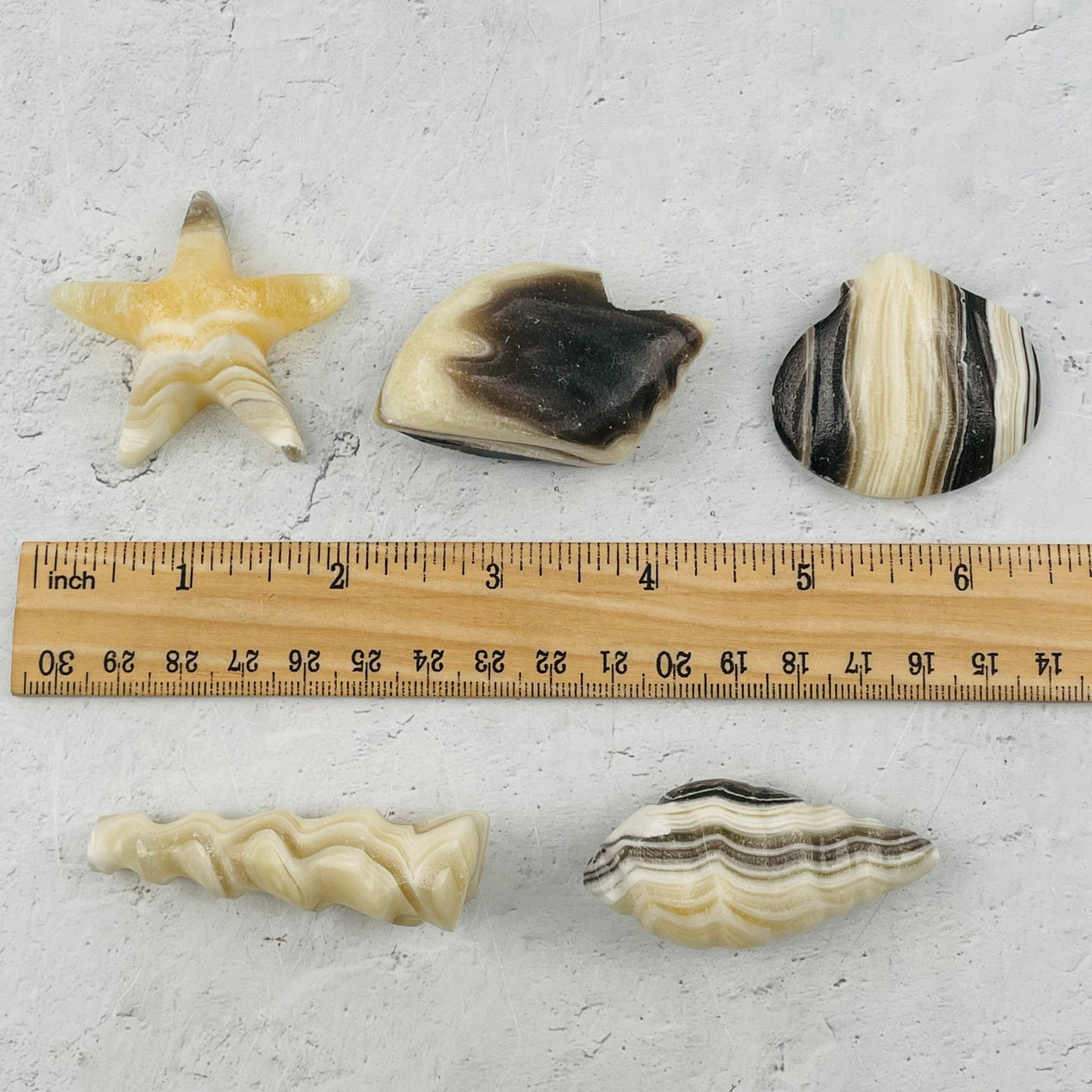 shell shapes next to a ruler for size reference