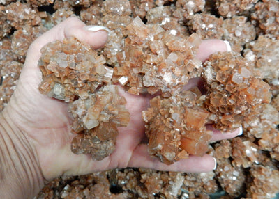 5 pieces of Extra Large Aragonite Rods in hand.