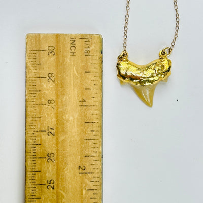 shark tooth pendant next to a ruler for size reference