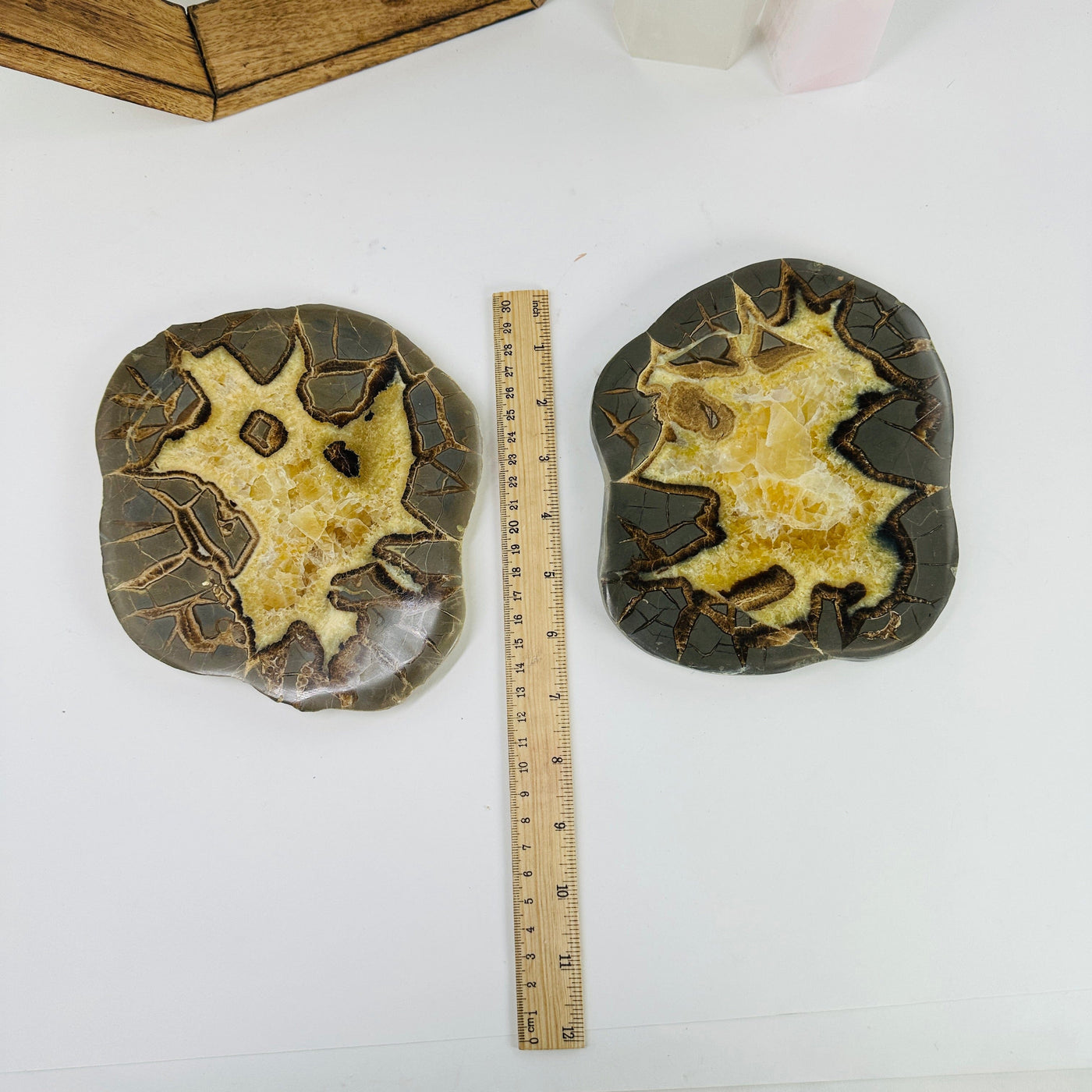 septarian coasters next to a ruler for size reference
