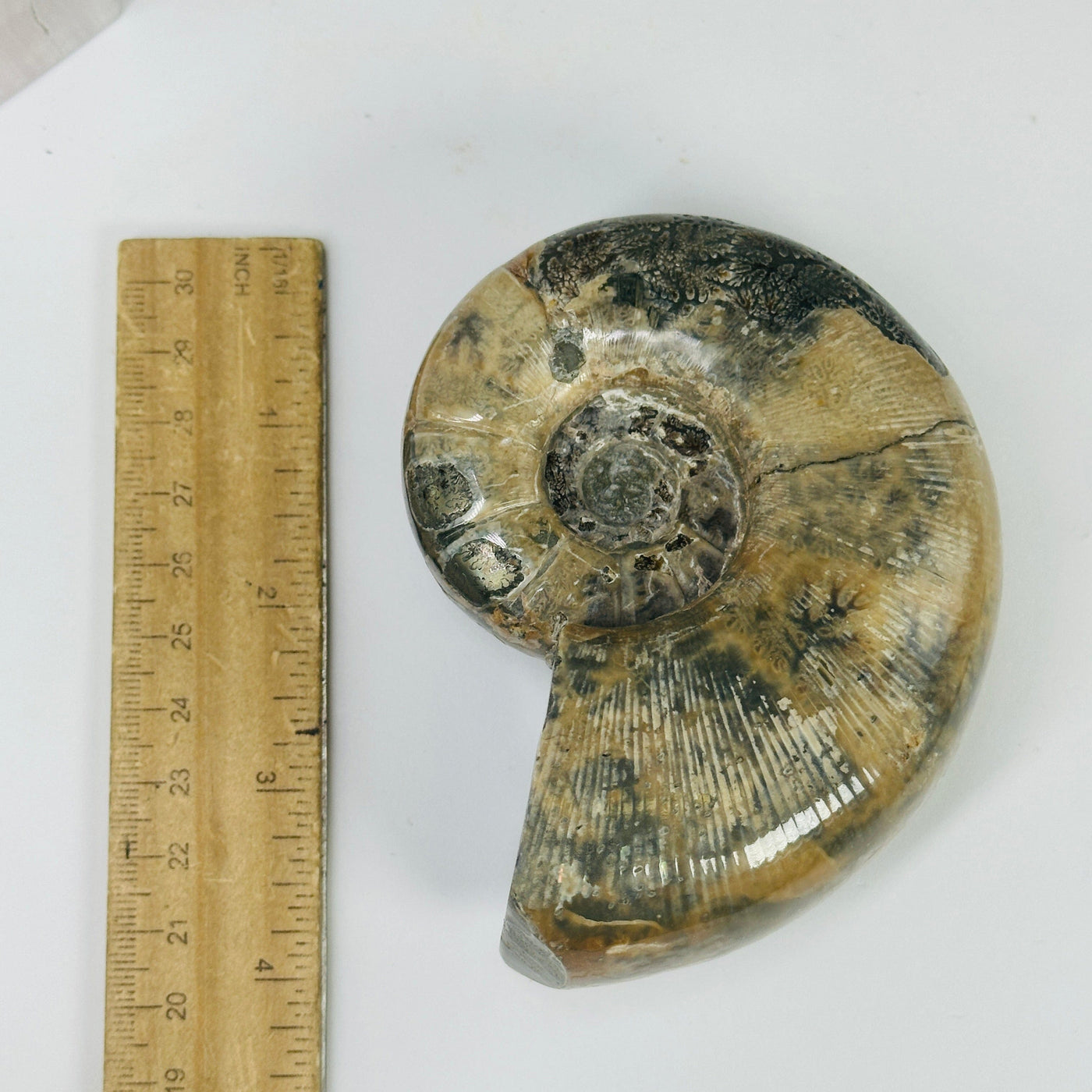 ammonite fossil next to a ruler for size reference