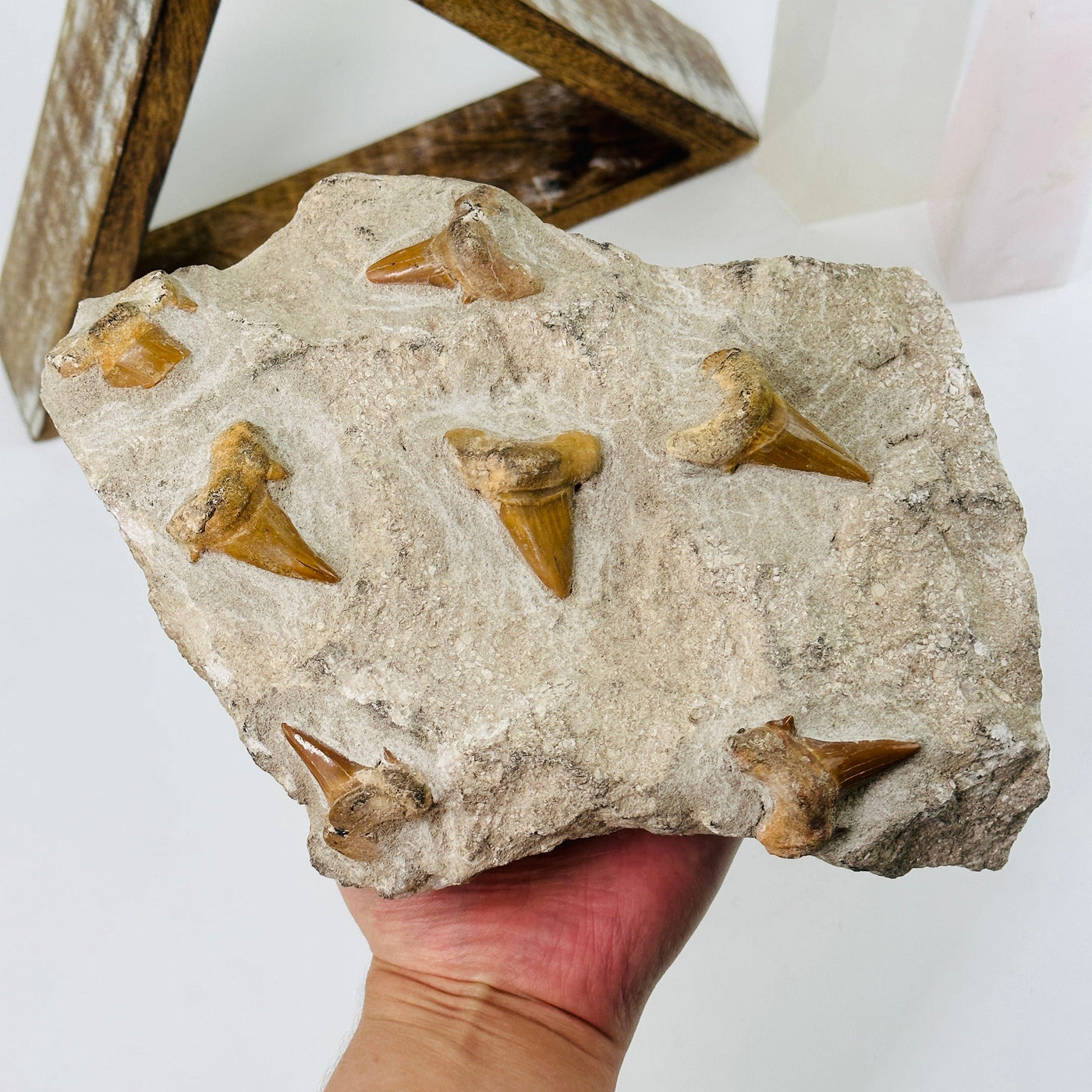 hand holding up shark tooth fossils on large stone with decorations in the background