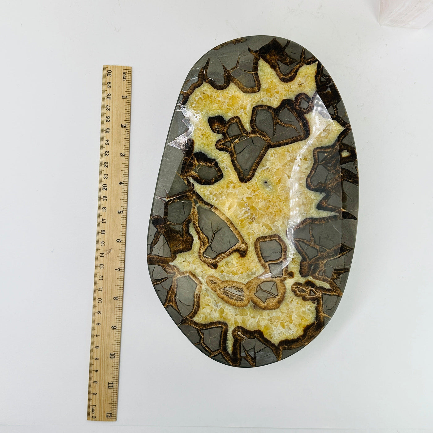 septarian bowl next to a ruler for size reference