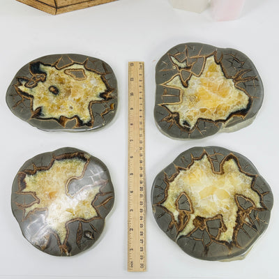 septarian coaster next to a ruler for size reference