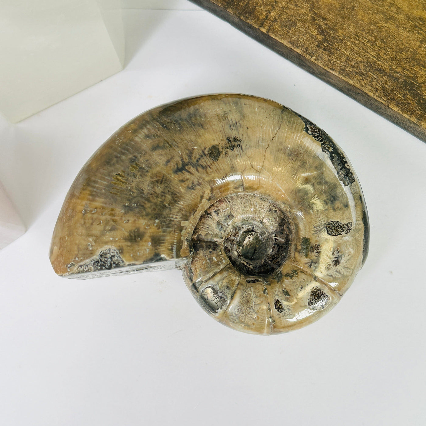 ammonite fossil with decorations in the background