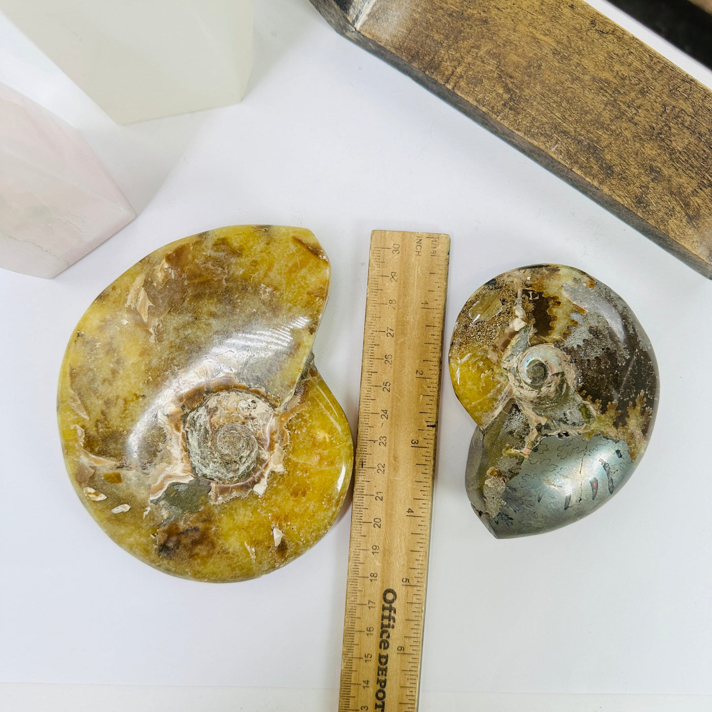 ammonite next to a ruler for size reference