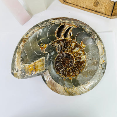 ammonite bowl with decorations in the background