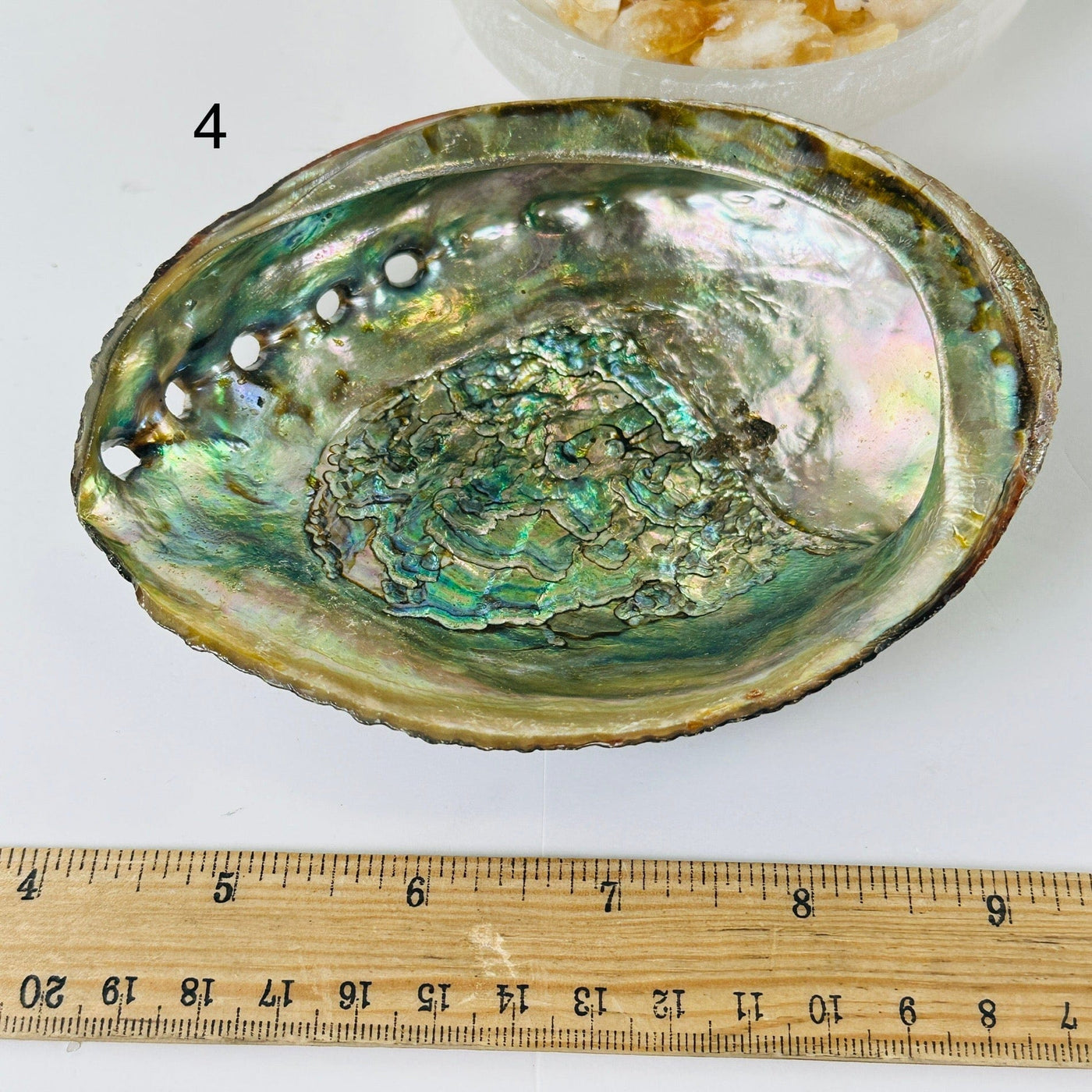Abalone shell - You Choose variant 4 labeled