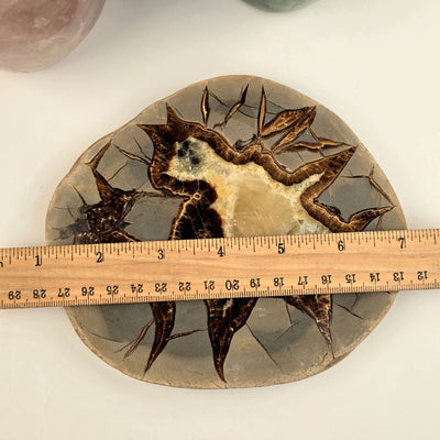 Utah Septarian - Polished Crystal Coaster - OOAK with ruler for size reference