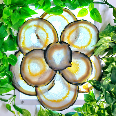 Nine Agate Slices Set - all agate slices arranged in aesthetic flower pattern surrounded by leaves backlit by light table