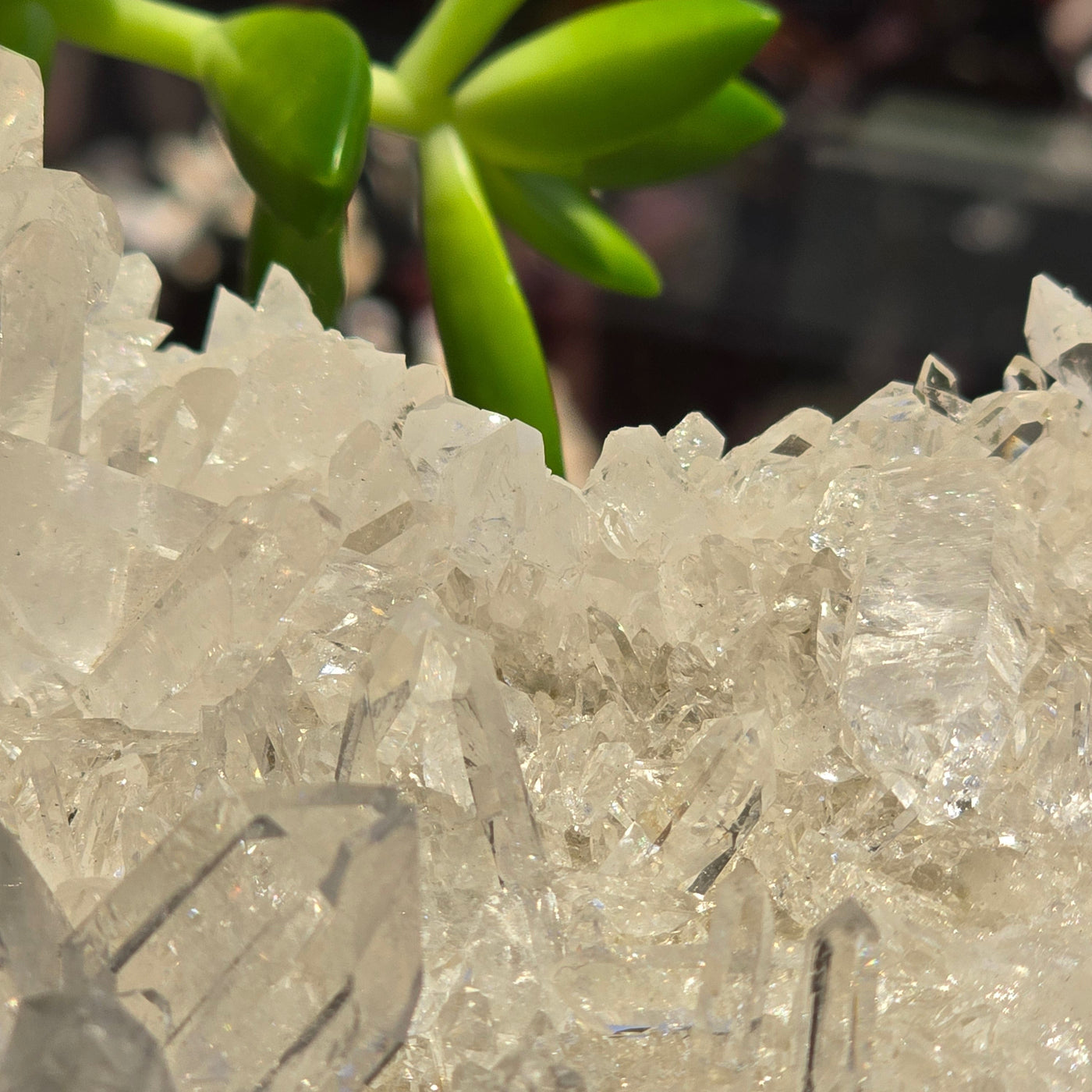 Crystal Quartz Cluster - AA Grade closeup for detail with succulent in the background