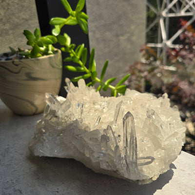 Crystal Quartz Cluster - AA Grade next to window under natural lighting with succulent in the background