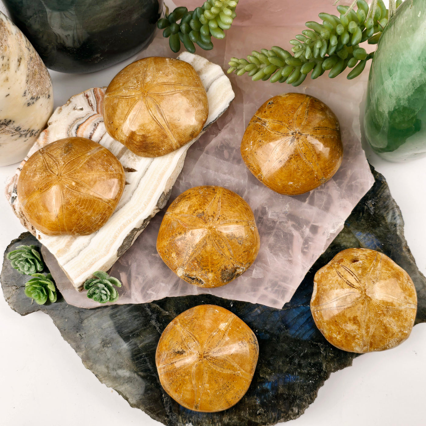 Sand Dollar Fossil - You Choose top view on crystal platters with plants and props in the background