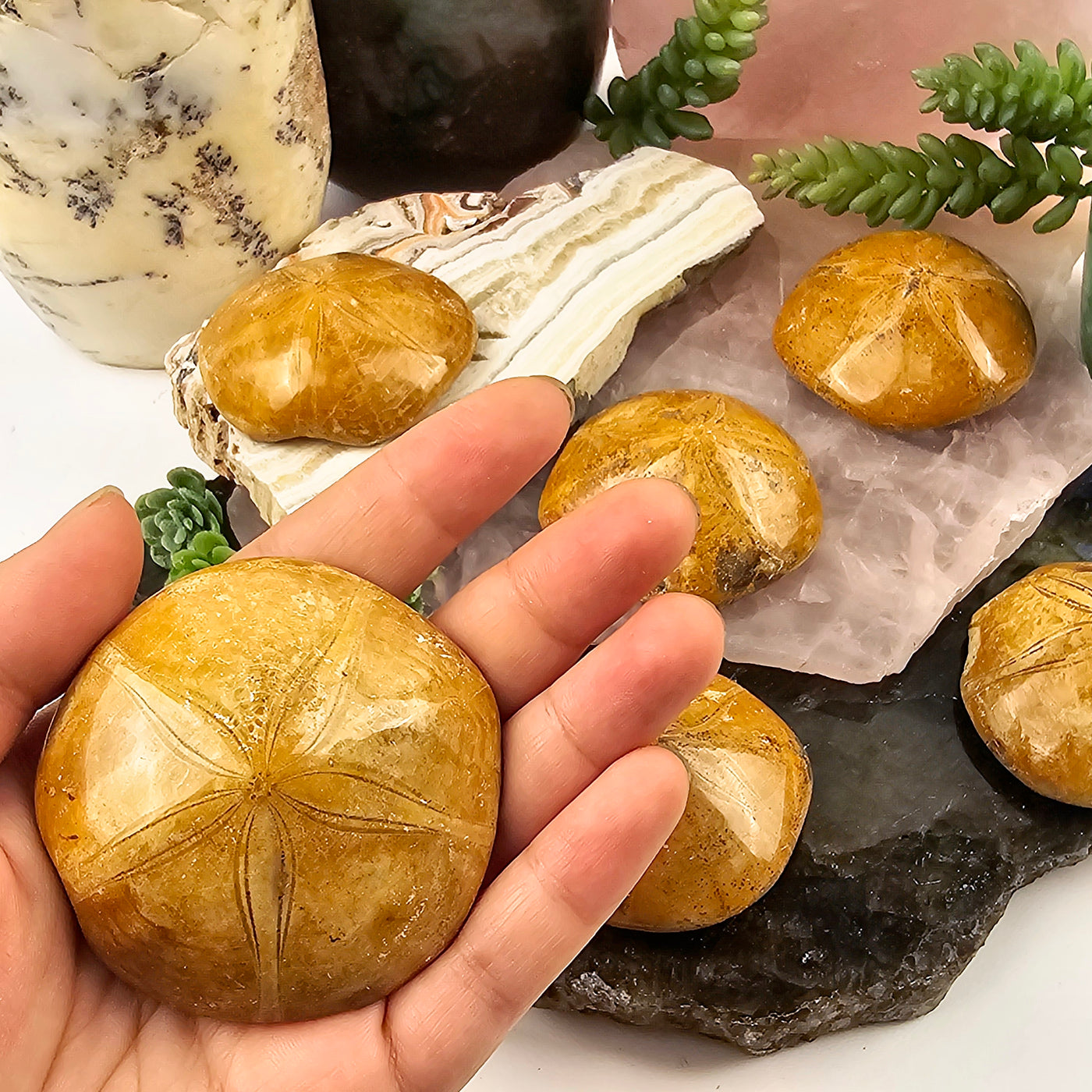 Sand Dollar Fossil - You Choose variant 6 in hand with other variants in the background on crystal platters with props and plants in the background