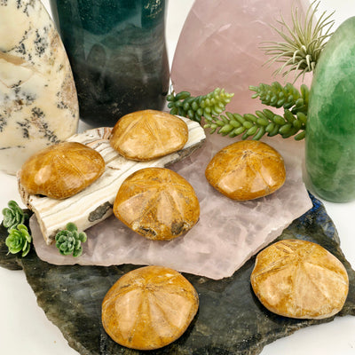 Sand Dollar Fossil - You Choose all variants side view on crystal platters with props and plants in the background