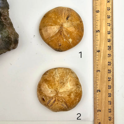 Sand Dollar Fossil - You Choose variants 1 and 2 labeled with ruler for size reference