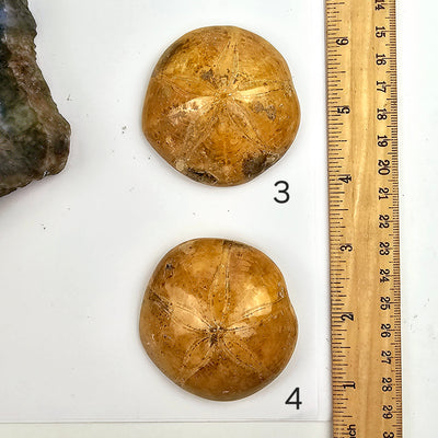 Sand Dollar Fossil - You Choose variants 3 and 4 labeled with ruler for size reference