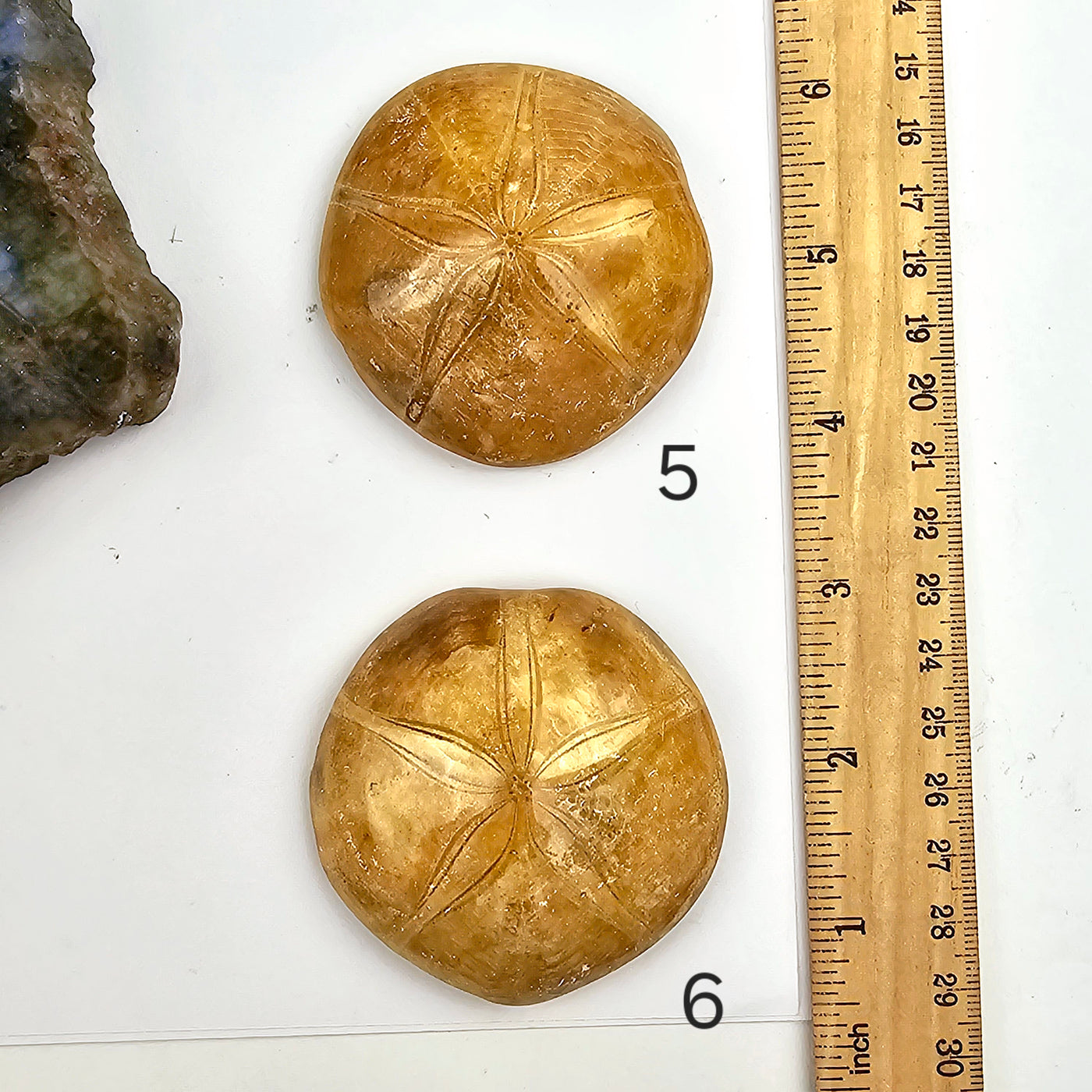 Sand Dollar Fossil - You Choose variants 5 and 6 labeled with ruler for size reference