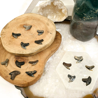 Tiger Shark Tooth Fossil - You Choose all variants on wood platters and stone coasters