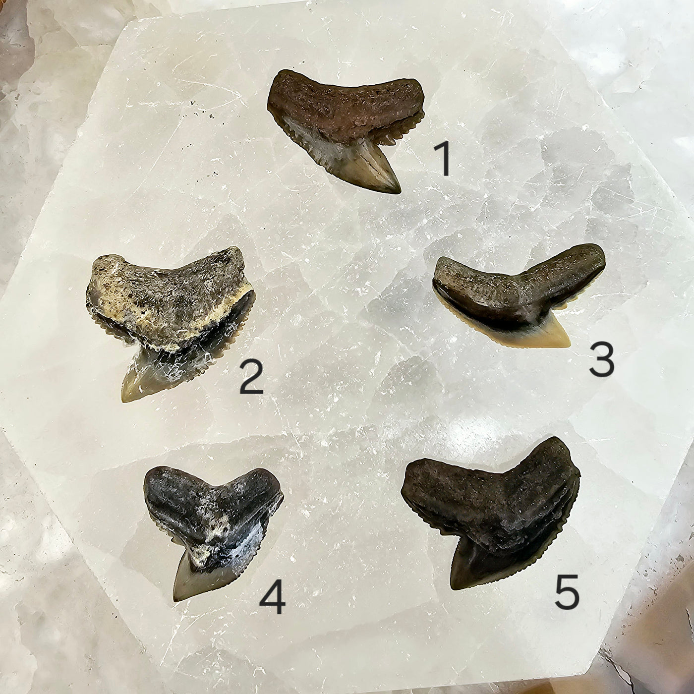 Tiger Shark Tooth Fossil - You Choose variants 1,2,3,4,5 labeled