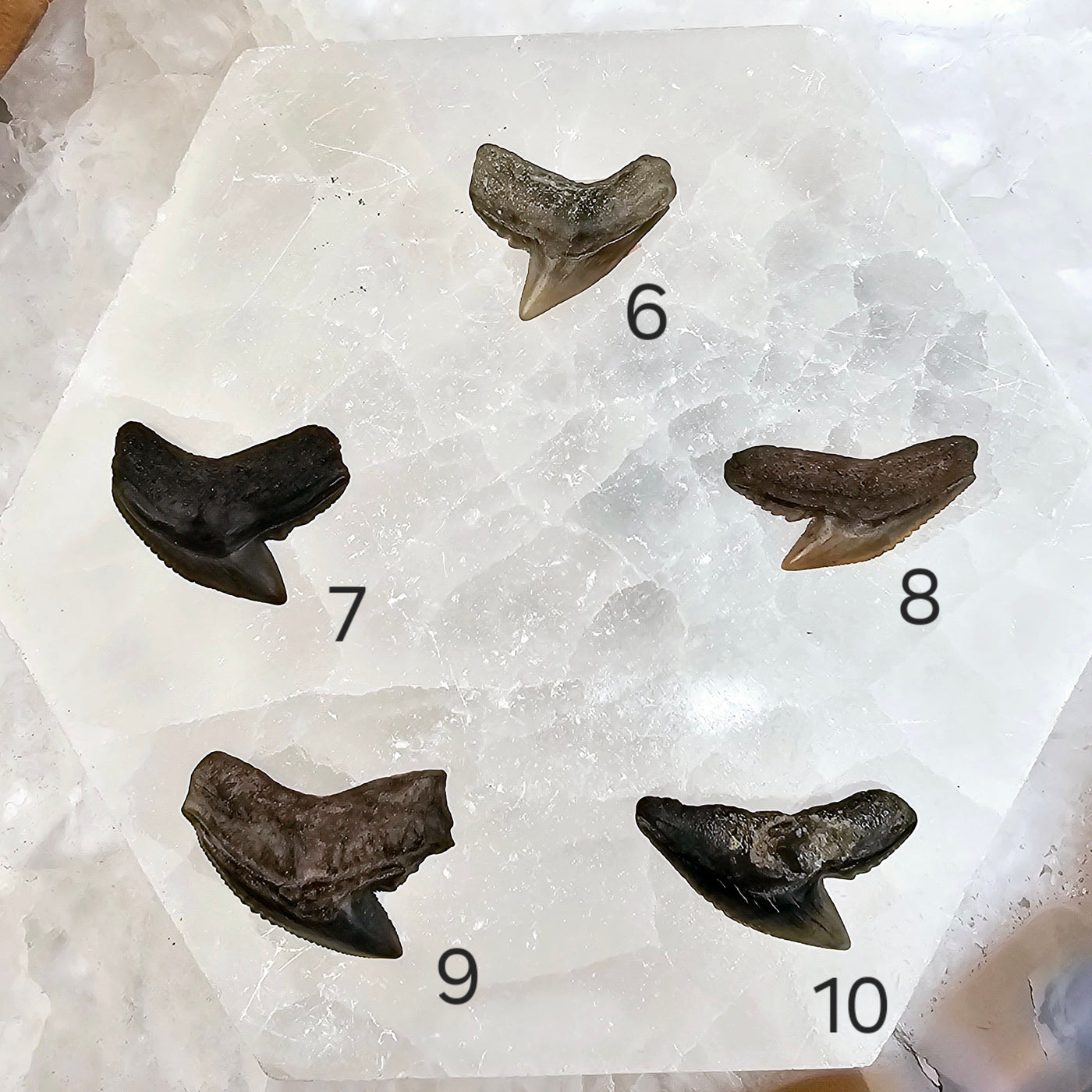 Tiger Shark Tooth Fossil - You Choose variants 6,7,8,9,10 labeled