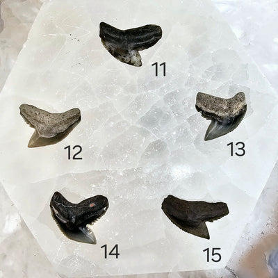 Tiger Shark Tooth Fossil - You Choose variants 11,12,13,14,15 labeled