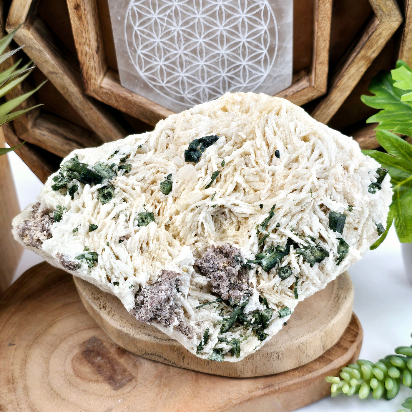 Green Tourmaline Crystals on Albite Matrix - One-of-a-Kind on wooden platter with plants and props in the background front view