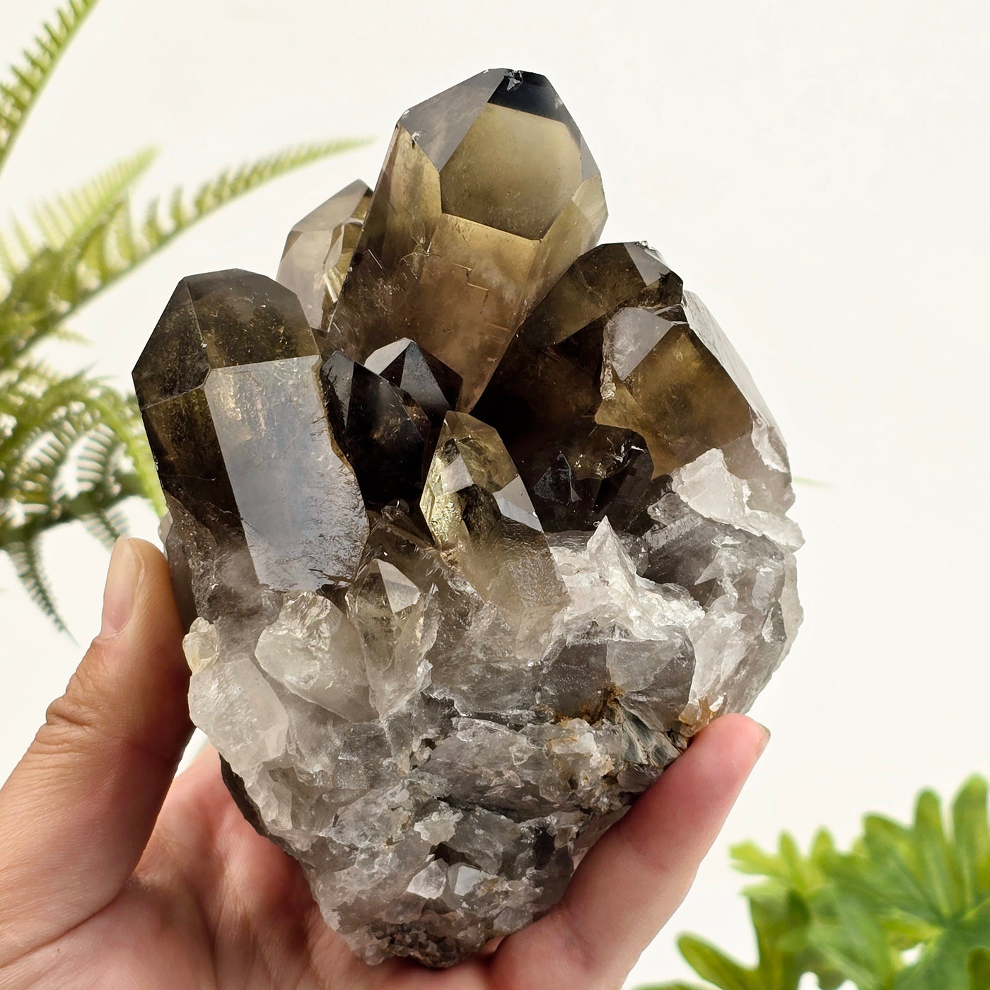 Smokey Citrine Natural Crystal Cluster #1 in hand for size reference with plants in the background