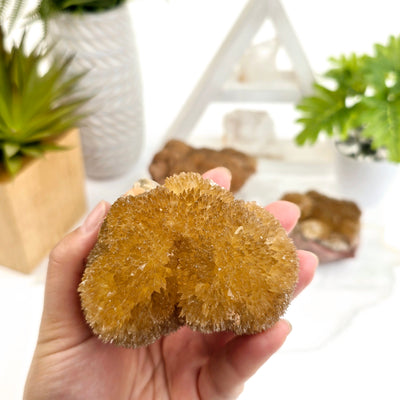 Yellow Calcite Crystal Cluster - You Choose variant 1 in hand with other variants with props and plants in the background