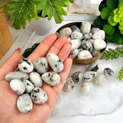 White Moonstone Tumbled Stones - Medium Size - 1/2 lb or 1 lb in hand for size reference with more stones in a bowl and on a selenite platter with plants and props in the background