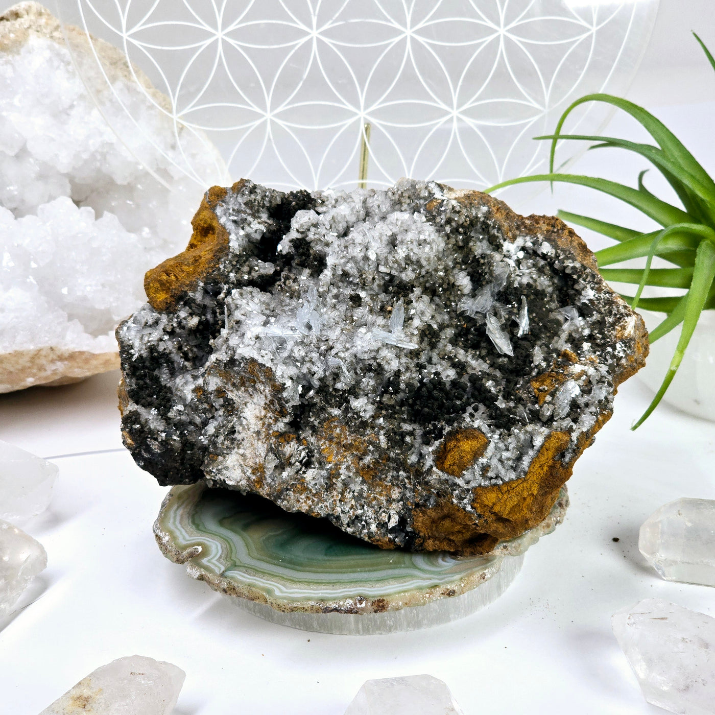 Blue Barite and Galena Crystals on Matrix - One-of-a-Kind on agate slice with props and plants in the background