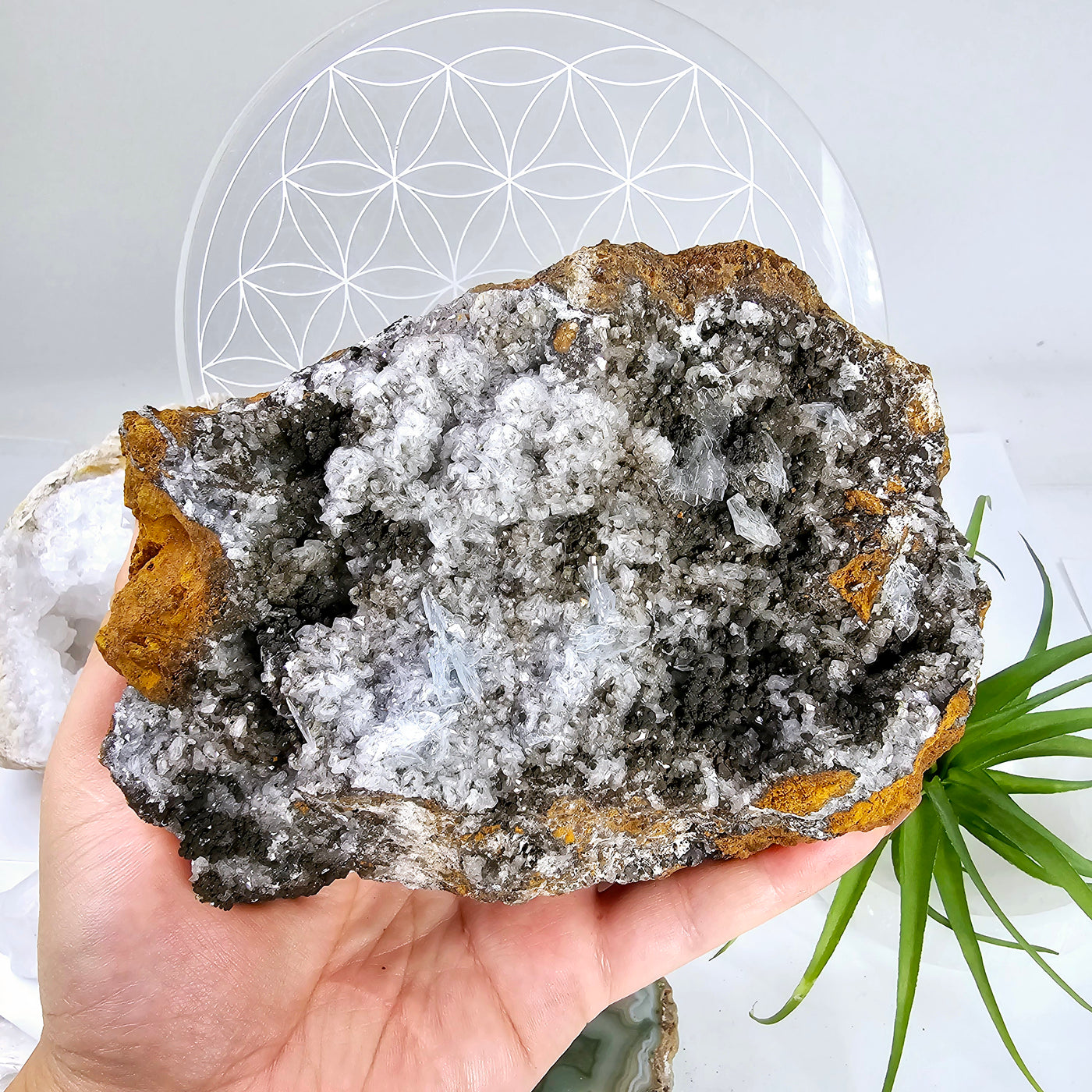 Blue Barite and Galena Crystals on Matrix - One-of-a-Kind in hand for size reference