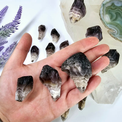 Chevron Amethyst Point - By Weight - all weight variants in hand for size reference with other chevron amethyst points in the background with props and plants