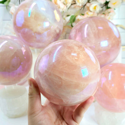 Angel Aura Rose Quartz Large Crystal Sphere - You Choose one in hand for size reference with others in background with props and plants