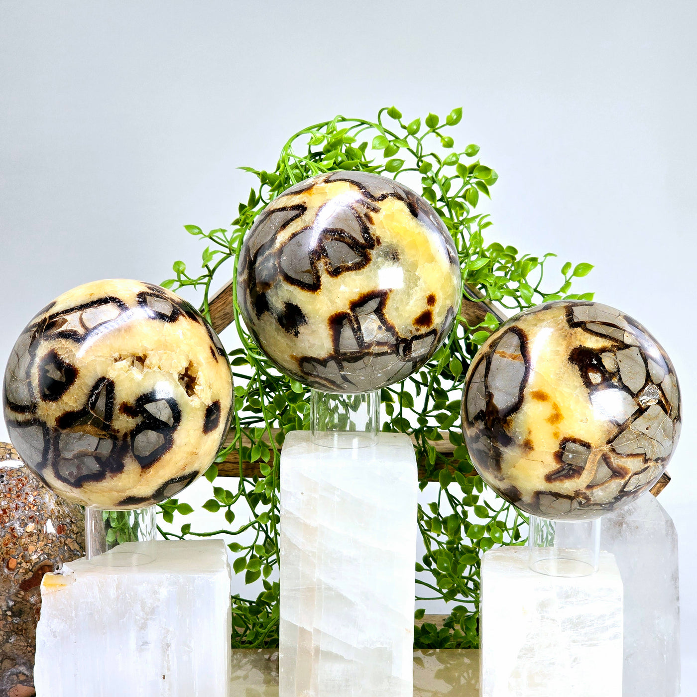 Septarian Polished Crystal Sphere - You Choose all variants on acrylic sphere stands on onyx and selenite platforms with props and plants in the background