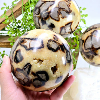 Septarian Polished Crystal Sphere - You Choose - variant A in hand for size reference with other variants in background with props and plants