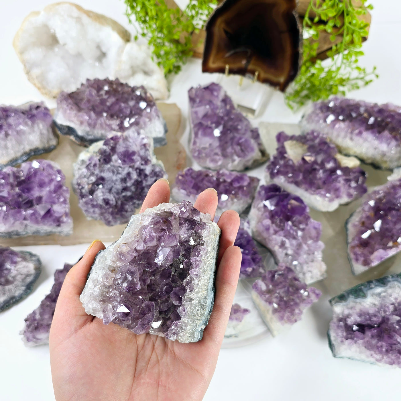 Amethyst - Rough Natural Crystal Cluster - You Choose variant 3 in hand with other variants in the background with props and plants