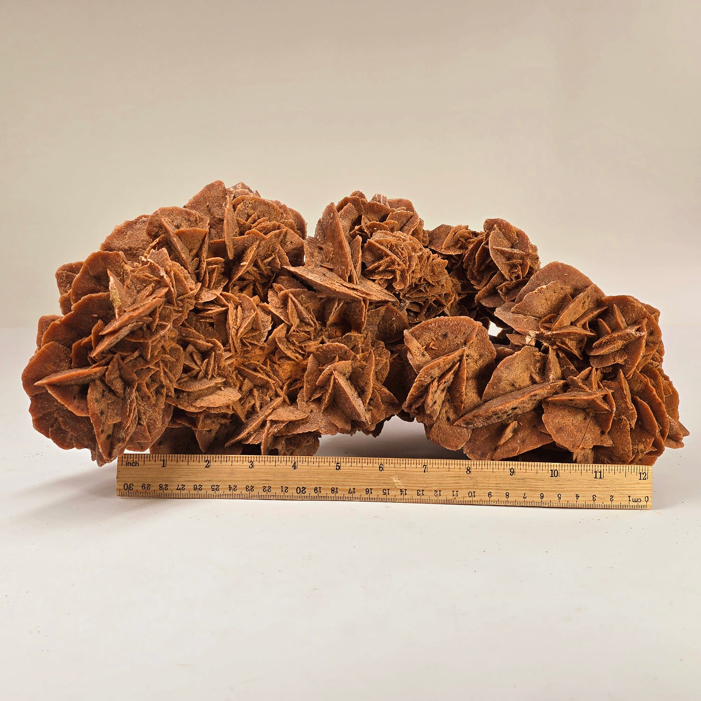 Desert Rose - Sand Rose Crystal Cluster from Morocco #1 front view on white background with ruler for size reference