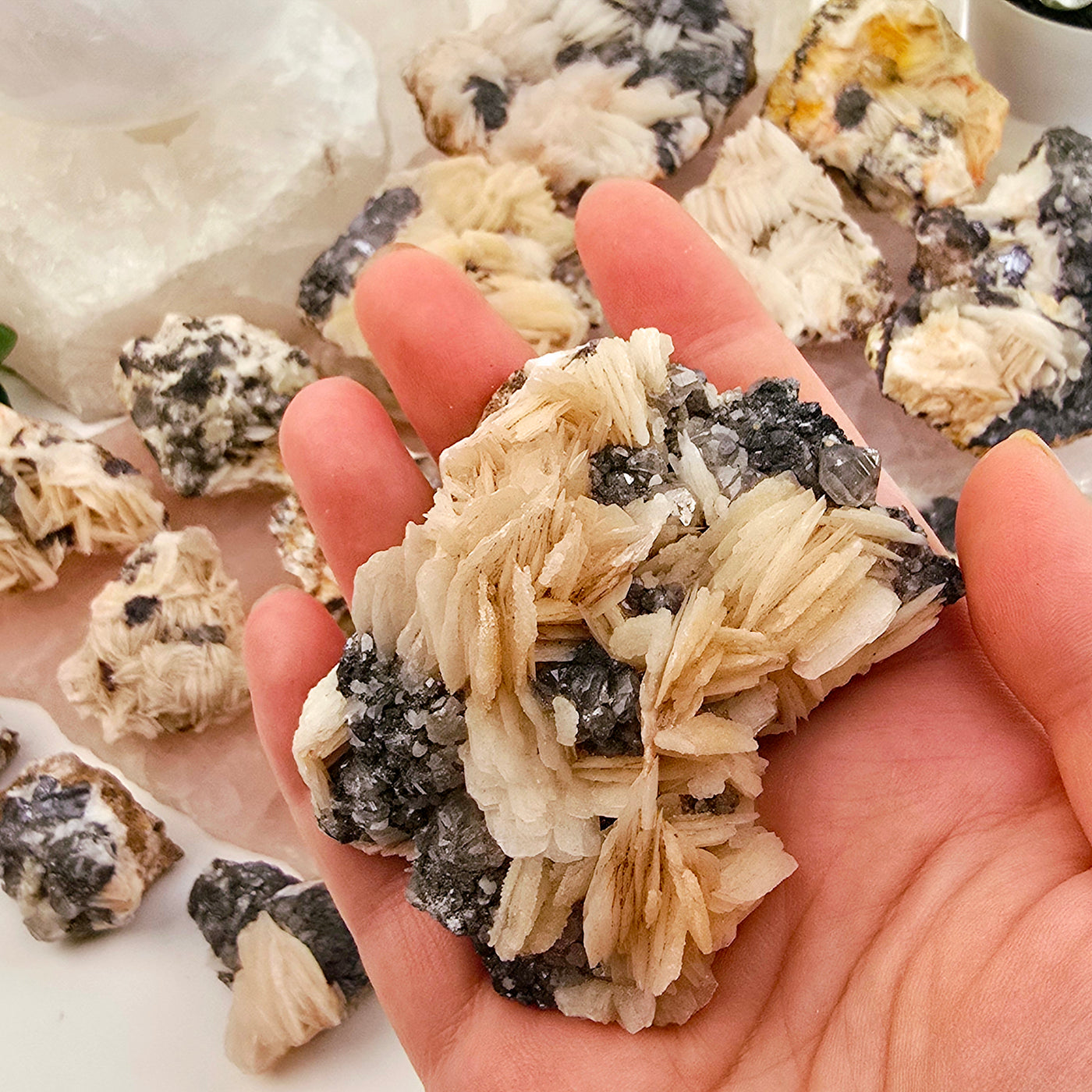 Pink Barite with Galena and Cerussite Crystal Specimen from Morocco - You Choose variant 18 in hand for size reference with other variants in the background on stone platters with props