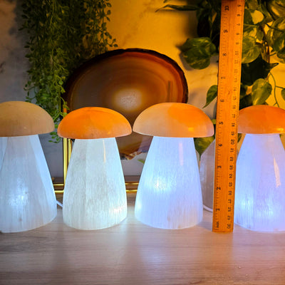 Selenite Mushroom Lamp - glowing lit mushroom lamps with ruler for size reference to show slight variations in height