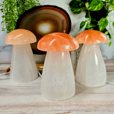 Selenite Mushroom Lamp - three mushroom lamps unlit in bright lighting on wooden surface with natural agate slice on stand and plants in the background