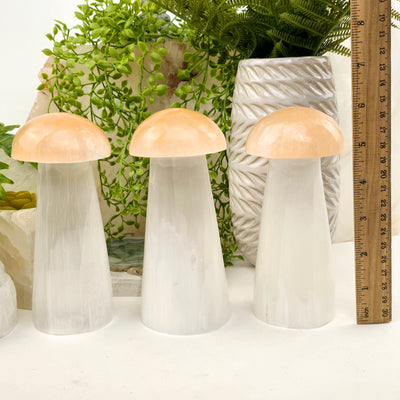 Selenite Crystal Mushroom - Orange and White Selenite - By Size large variants with ruler for size reference