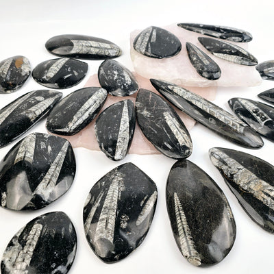 Orthoceras Fossil Polished Teardrop Specimen - You Choose all variants on white table and rose quartz platters top view