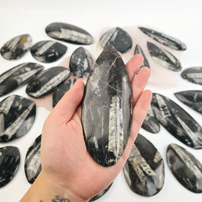 Orthoceras Fossil Polished Teardrop Specimen - You Choose - one in hand for size reference with other variants in background