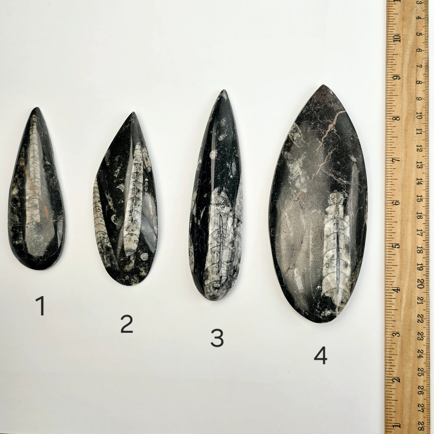 Orthoceras Fossil Polished Teardrop Specimen - You Choose variants 1, 2, 3, and 4 top view labeled with ruler for size reference on white background