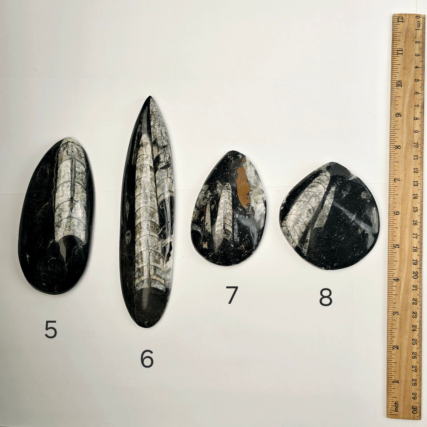 Orthoceras Fossil Polished Teardrop Specimen - You Choose variants 5, 6, 7, and 8 top view labeled with ruler for size reference on white background