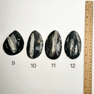 Orthoceras Fossil Polished Teardrop Specimen - You Choose variants 9, 10, 11, and 12 top view labeled with ruler for size reference on white background