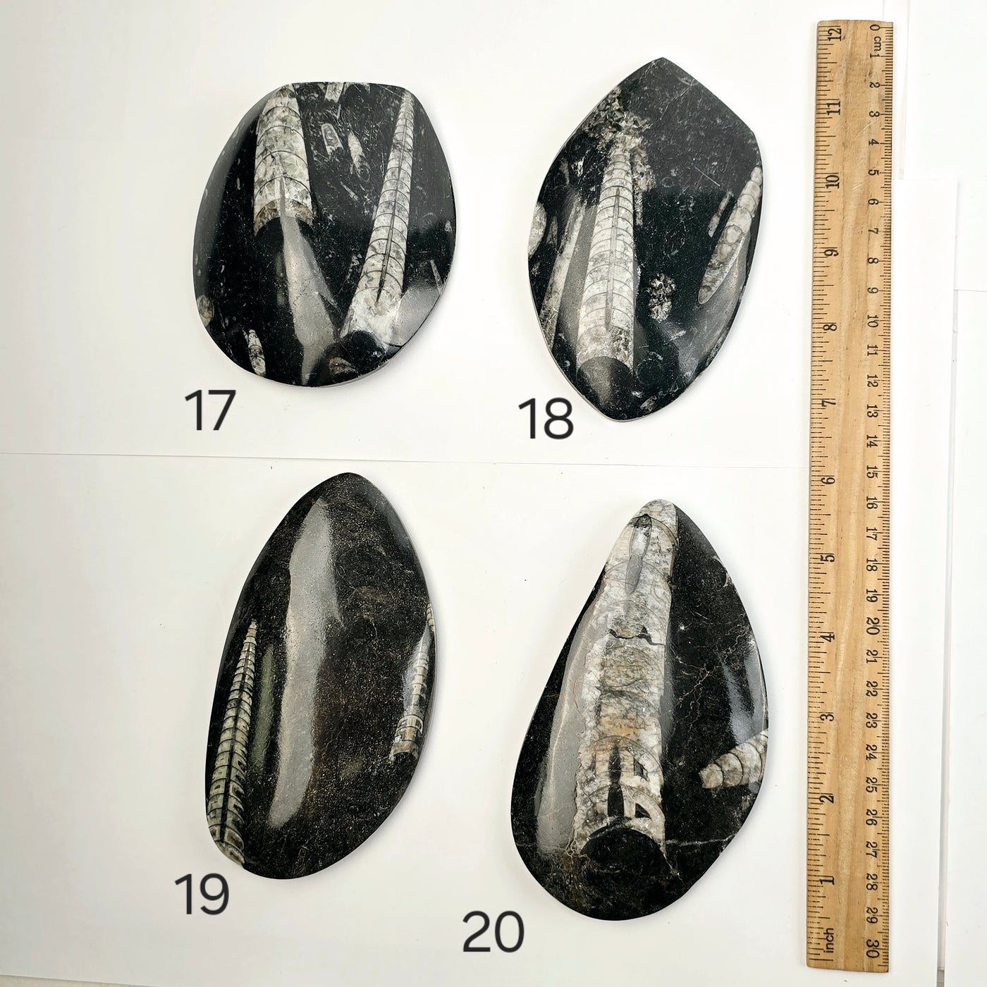 Orthoceras Fossil Polished Teardrop Specimen - You Choose variants 17, 18, 19, and 20 top view labeled with ruler for size reference on white background