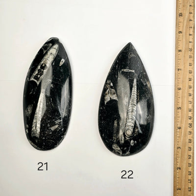 Orthoceras Fossil Polished Teardrop Specimen - You Choose variants 21 and 22 top view labeled with ruler for size reference on white background