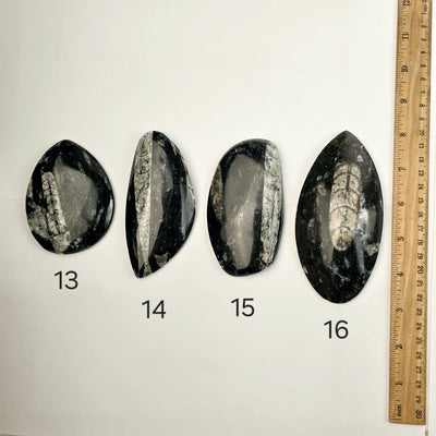 Orthoceras Fossil Polished Teardrop Specimen - You Choose variants 13, 14, 15, and 16 top view labeled with ruler for size reference on white background